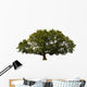 big tree Wall Decal
