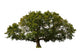 big tree Wall Decal