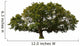 big tree Wall Decal