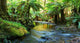 rainforest river panorama Wall Mural