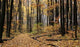 Autumn Log Trail Wall Decal