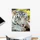 White Tiger Wall Mural