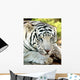 White Tiger Wall Mural
