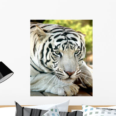 White Tiger Wall Mural shown on a wall