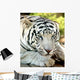 White Tiger Wall Mural