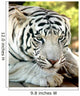 White Tiger Wall Mural