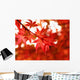 maple turns red in fall Wall Mural