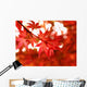 maple turns red in fall Wall Mural