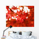 maple turns red in fall Wall Mural