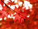 maple turns red in fall Wall Mural