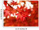 maple turns red in fall Wall Mural