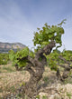 Vineyards Jvea
