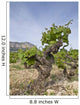 Vineyards Jvea