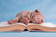 Tiresome Studies Wall Mural