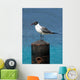 Ocean Sea Gull
