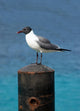 Ocean Sea Gull