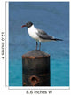 Ocean Sea Gull