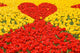 Loving red-yellow tulips Wall Mural