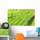 Fields Salads Wall Decal