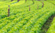 Fields Salads Wall Decal
