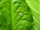 Green Frog Sitting Green Wall Mural