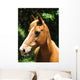 Horse Wall Mural