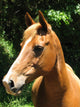 Horse Wall Mural