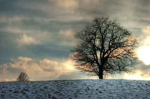 Winter Tree Wall Decal Design 2