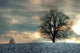 Winter Tree Wall Decal Design 2