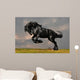 Black Friesian Stallion Gallop