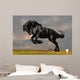 Black Friesian Stallion Gallop