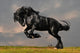 Black Friesian Stallion Gallop