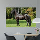 Black Friesian Horse Wall Mural