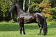 Black Friesian Horse Wall Mural