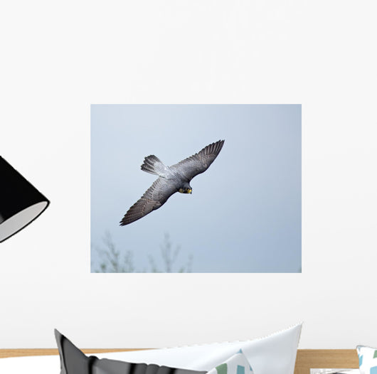 Peregrine Falcon Wall Mural