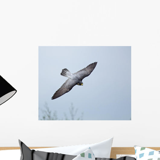 Peregrine Falcon Wall Mural