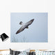 Peregrine Falcon Wall Mural