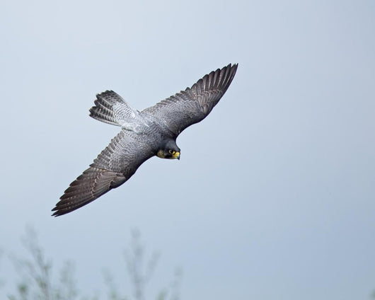 Peregrine Falcon Wall Mural