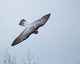 Peregrine Falcon Wall Mural