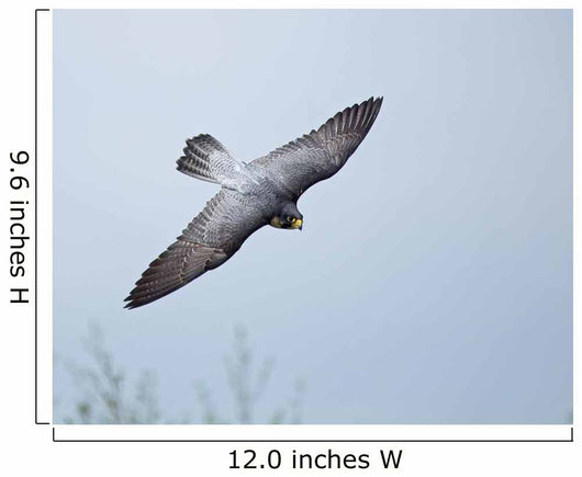 Peregrine Falcon Wall Mural