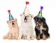 Puppies Singing Happy Birthday Song Wall Decal