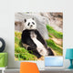 Giant panda Wall Mural