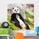 Giant panda Wall Mural