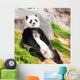 Giant panda Wall Mural