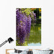 Close-up of Wisteria in Japanese Garden Wall Mural