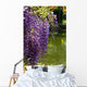 Close-up of Wisteria in Japanese Garden Wall Mural
