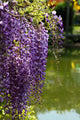 Close-up of Wisteria in Japanese Garden Wall Mural