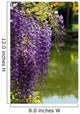 Close-up of Wisteria in Japanese Garden Wall Mural
