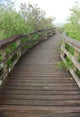Boardwalk Anhinga Trail Wall Decal