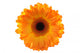 Gerbera Wall Decal